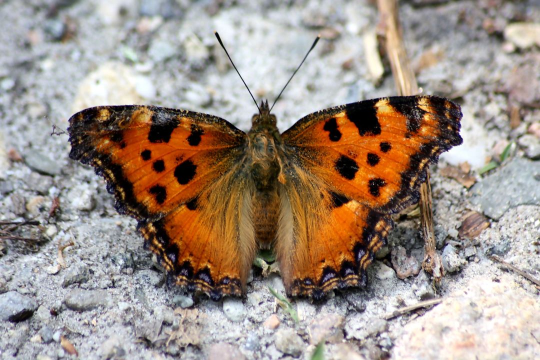 farfalla