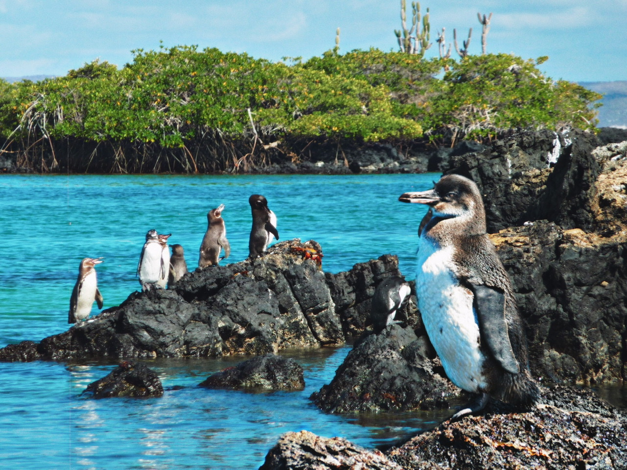 pinguini Galapagos