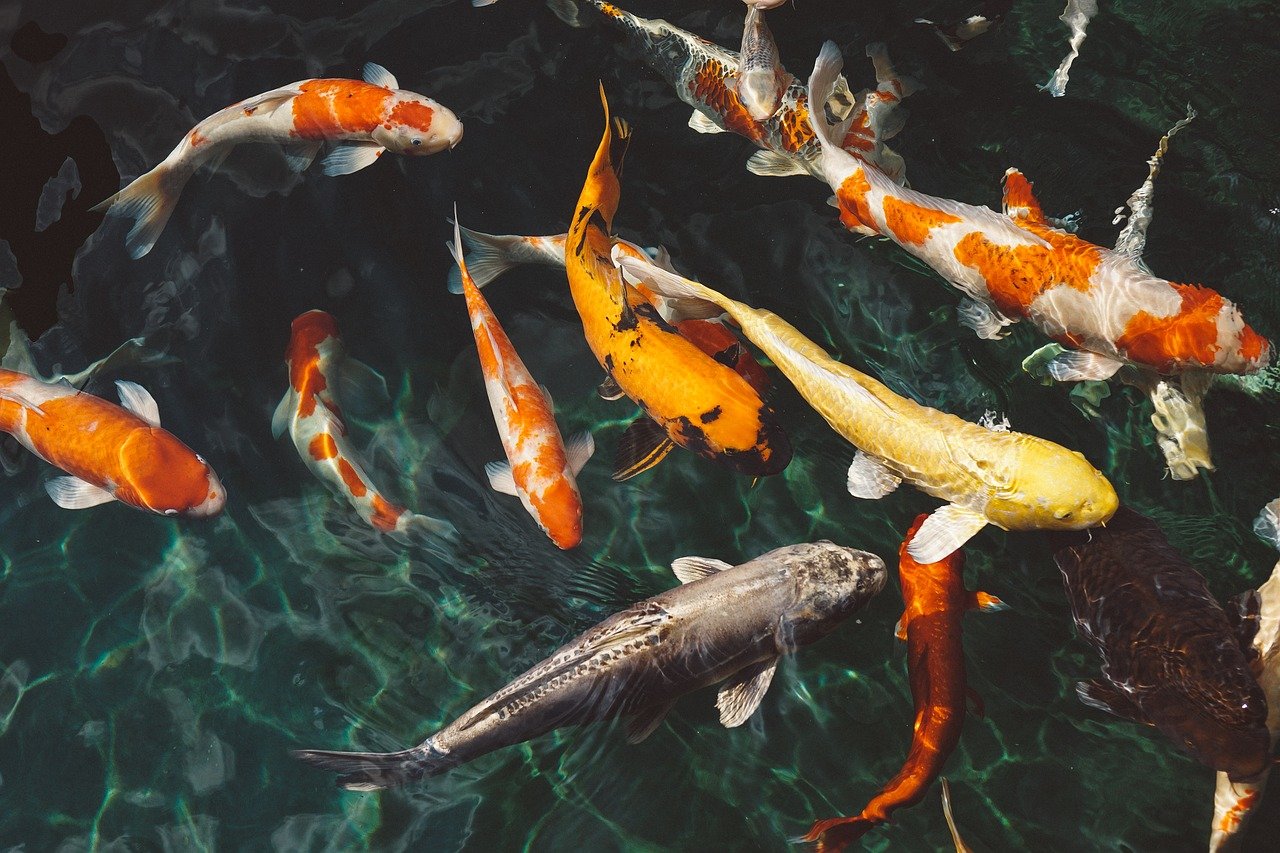 Pesca