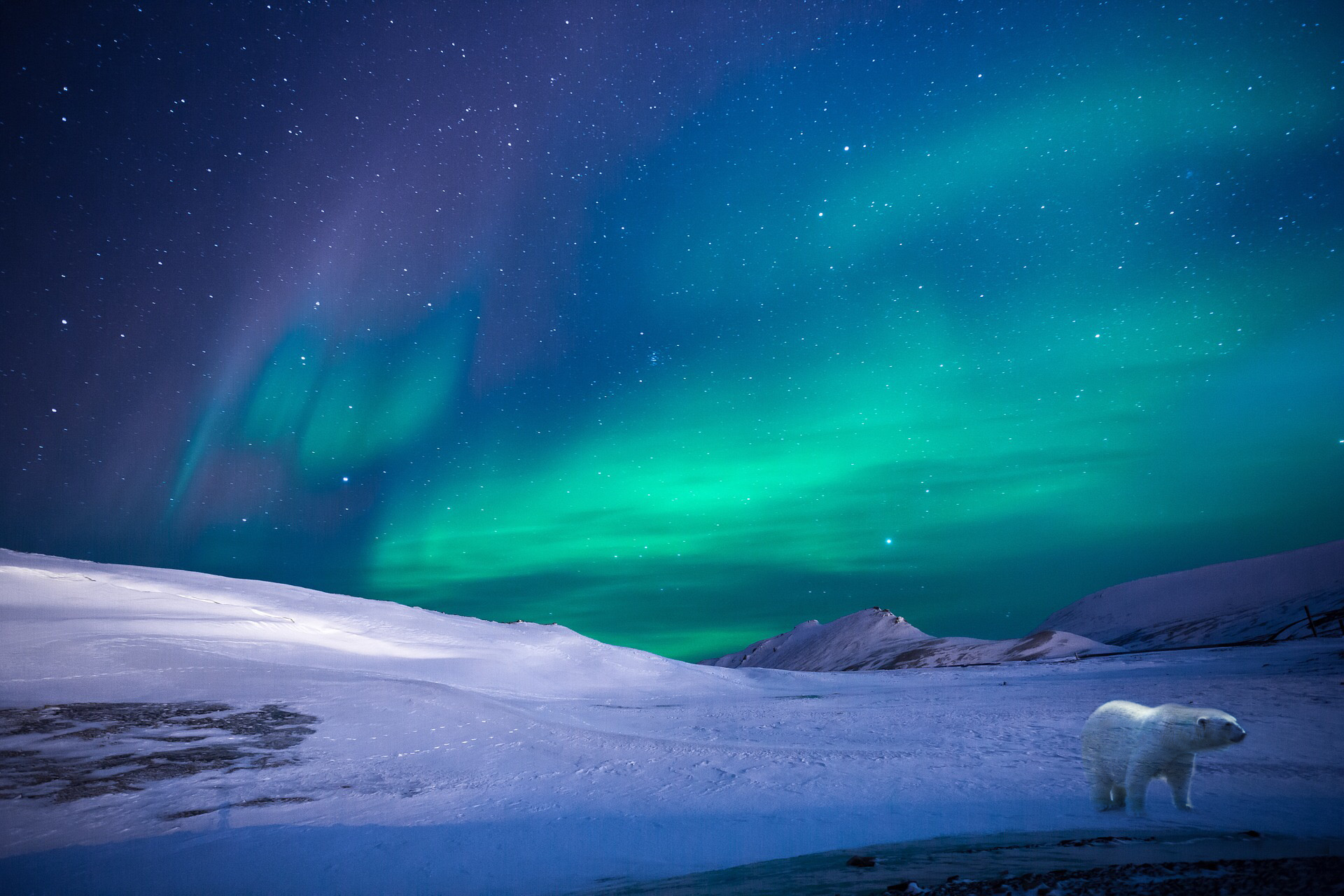 Alaska - orso polare
