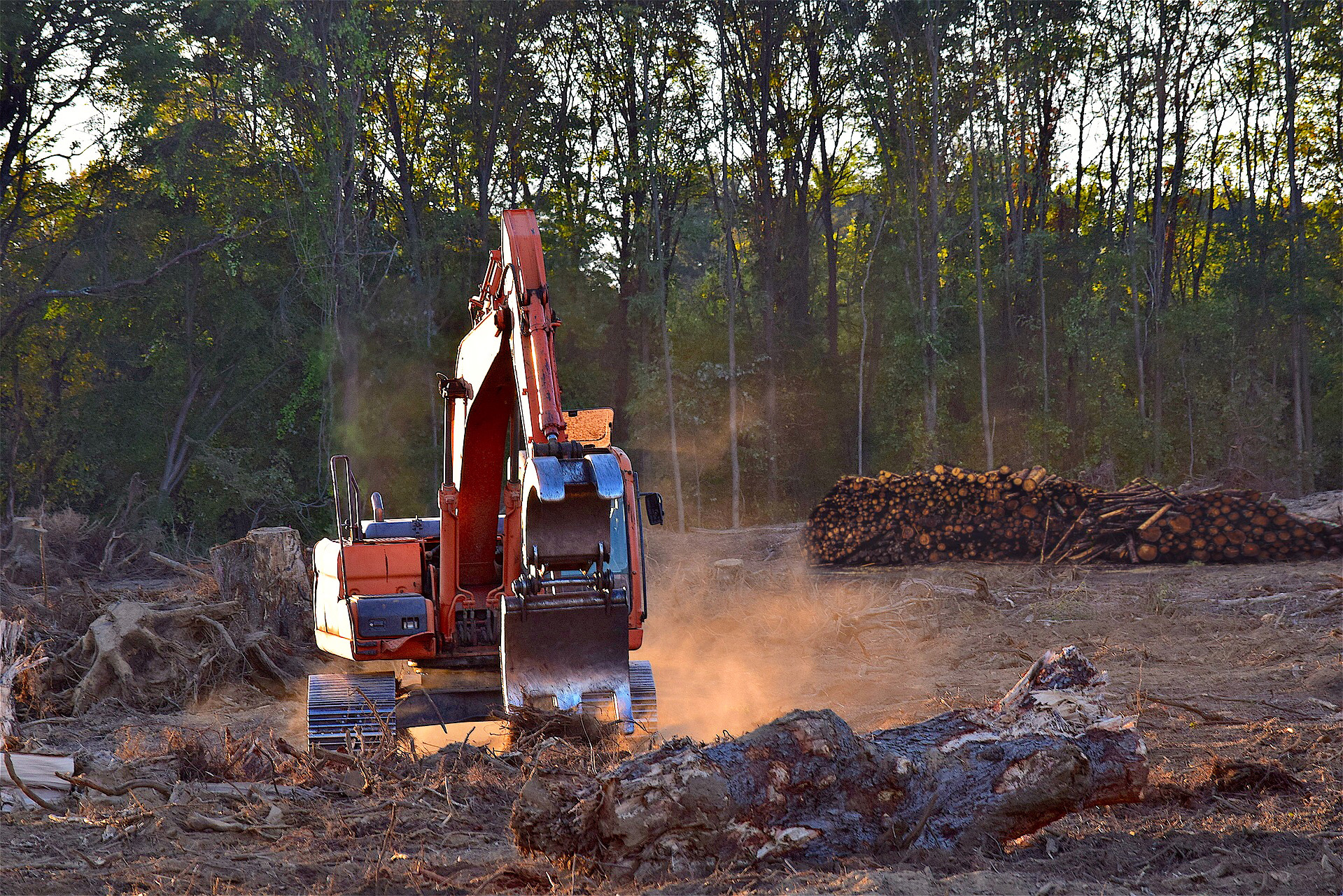 Deforestazione