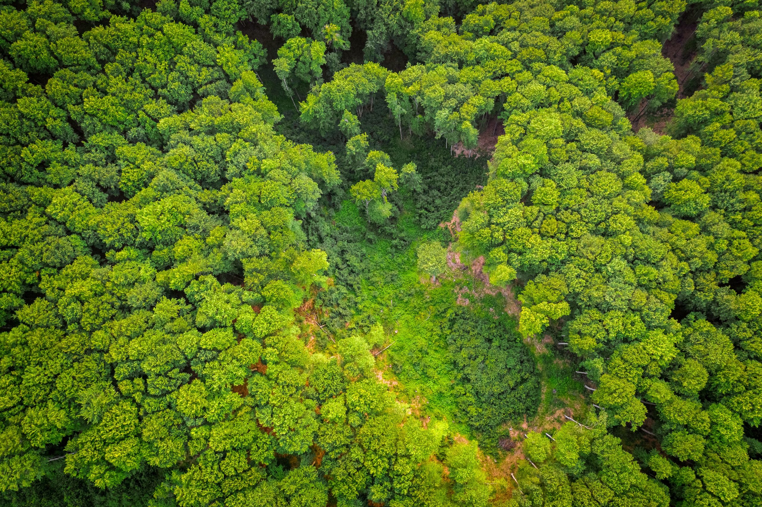 Foresta