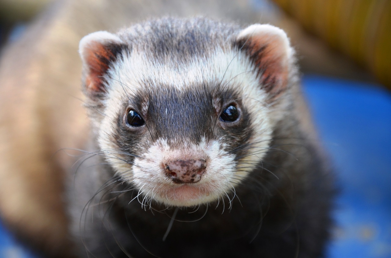 Furetto