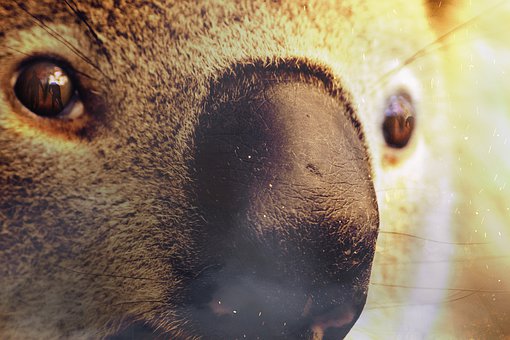 koala