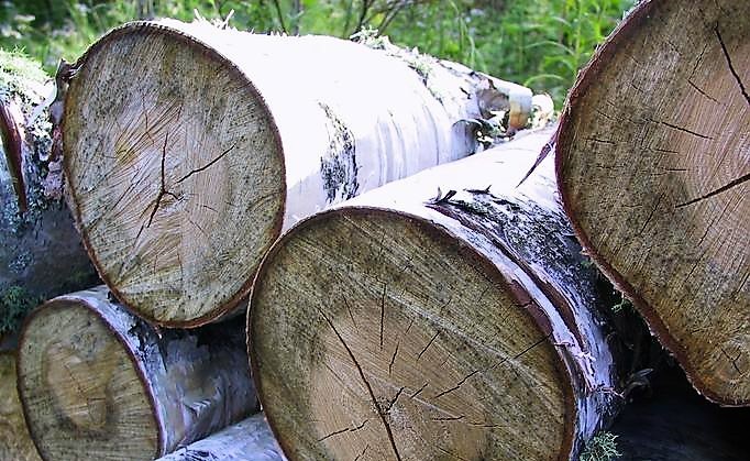 legno