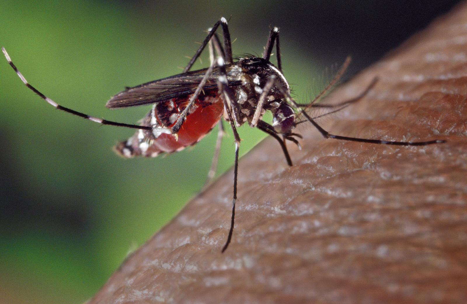 zanzara-malaria