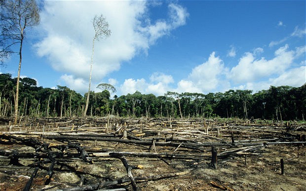 Deforestazione