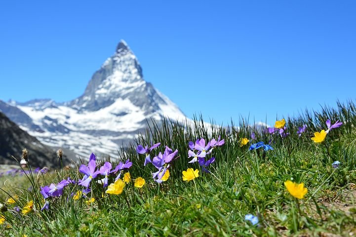 Flora alpina_Alpi
