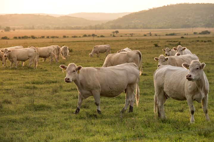 Colombia: bestiame tracciato per legge per combattere la deforestazione