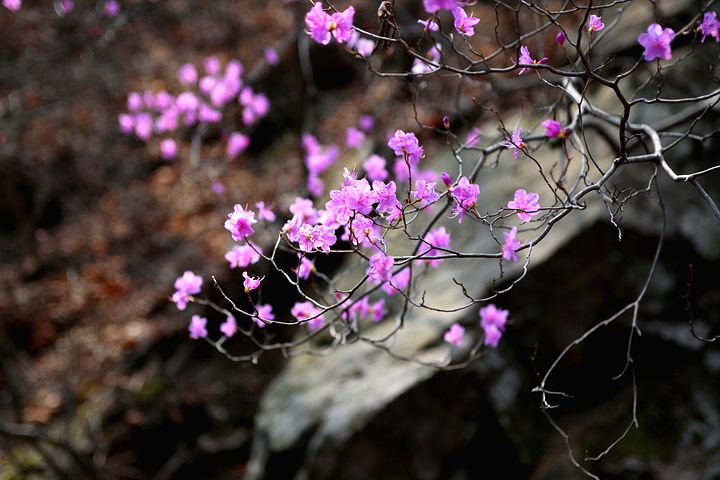 Azalea_contro il cancro
