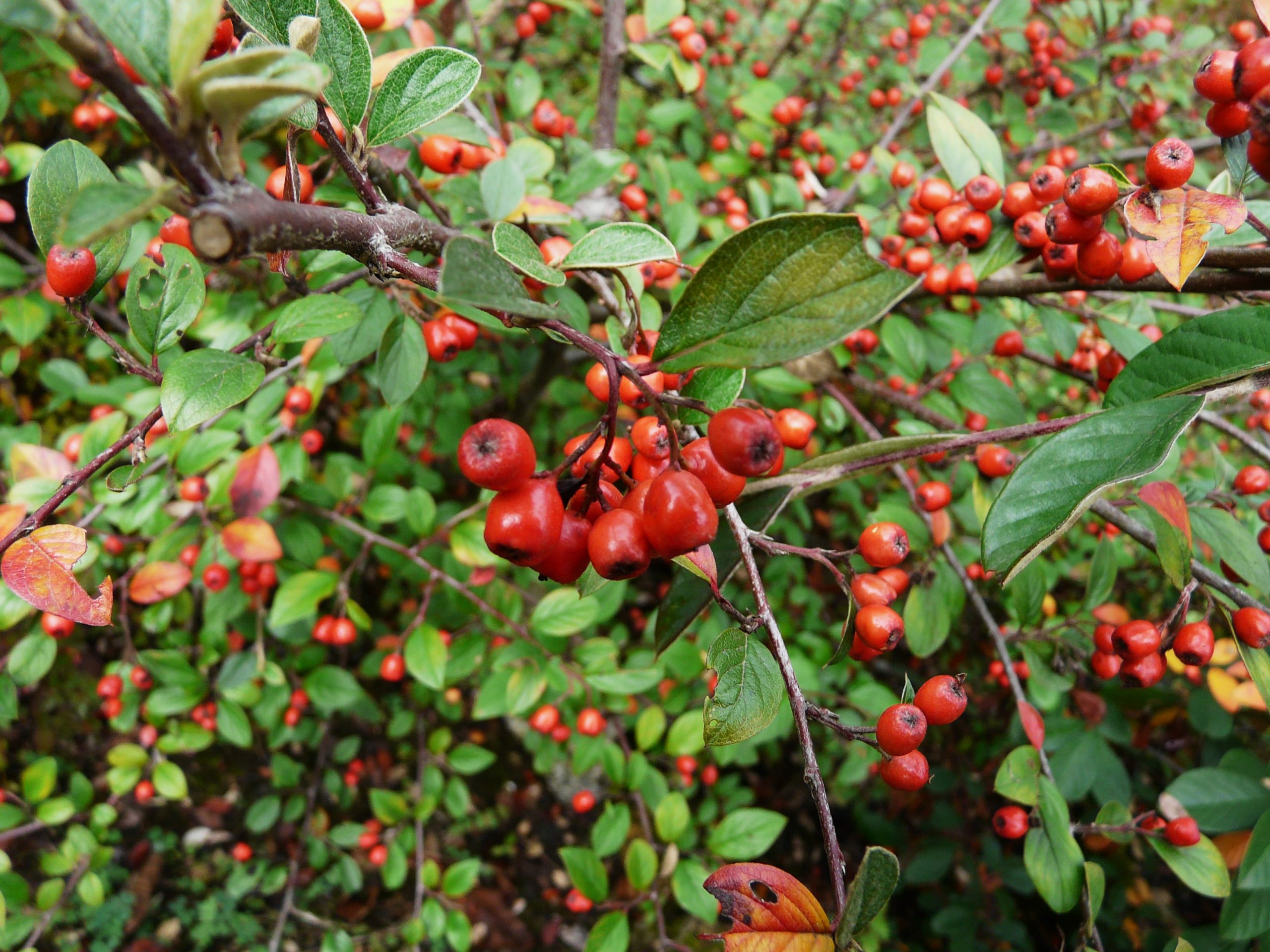 Cotoneaster_Franchetii