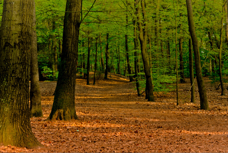 foresta