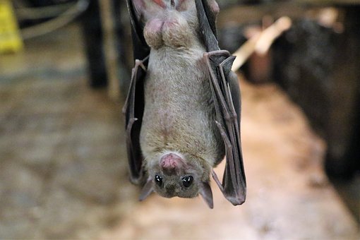 pipistrello
