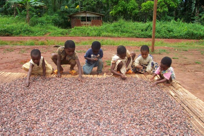 cacao3