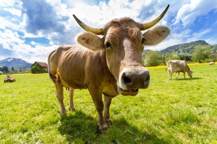 bovino