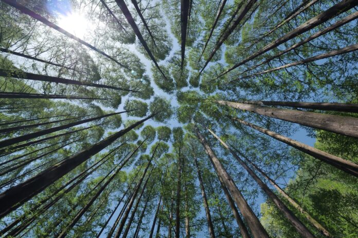 foresta