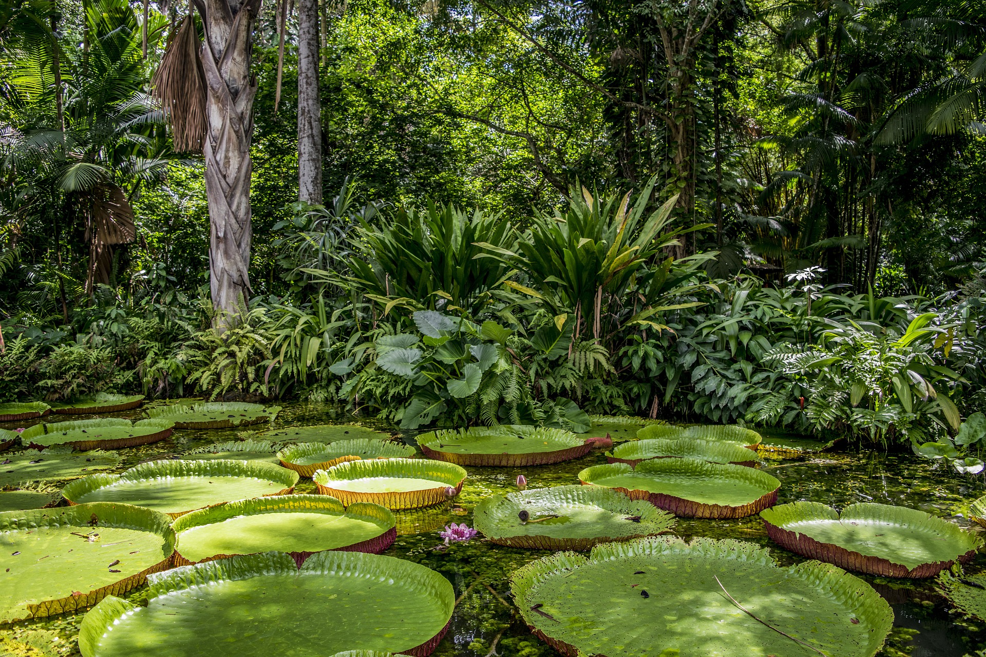 amazzonia