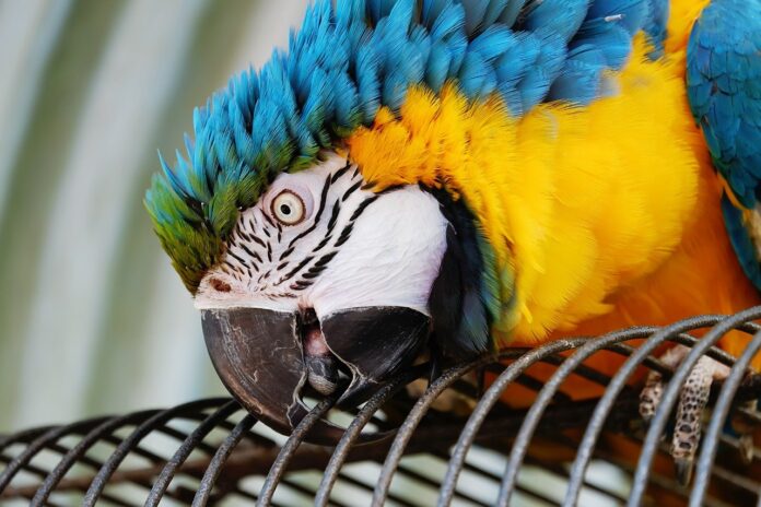animali_esotici