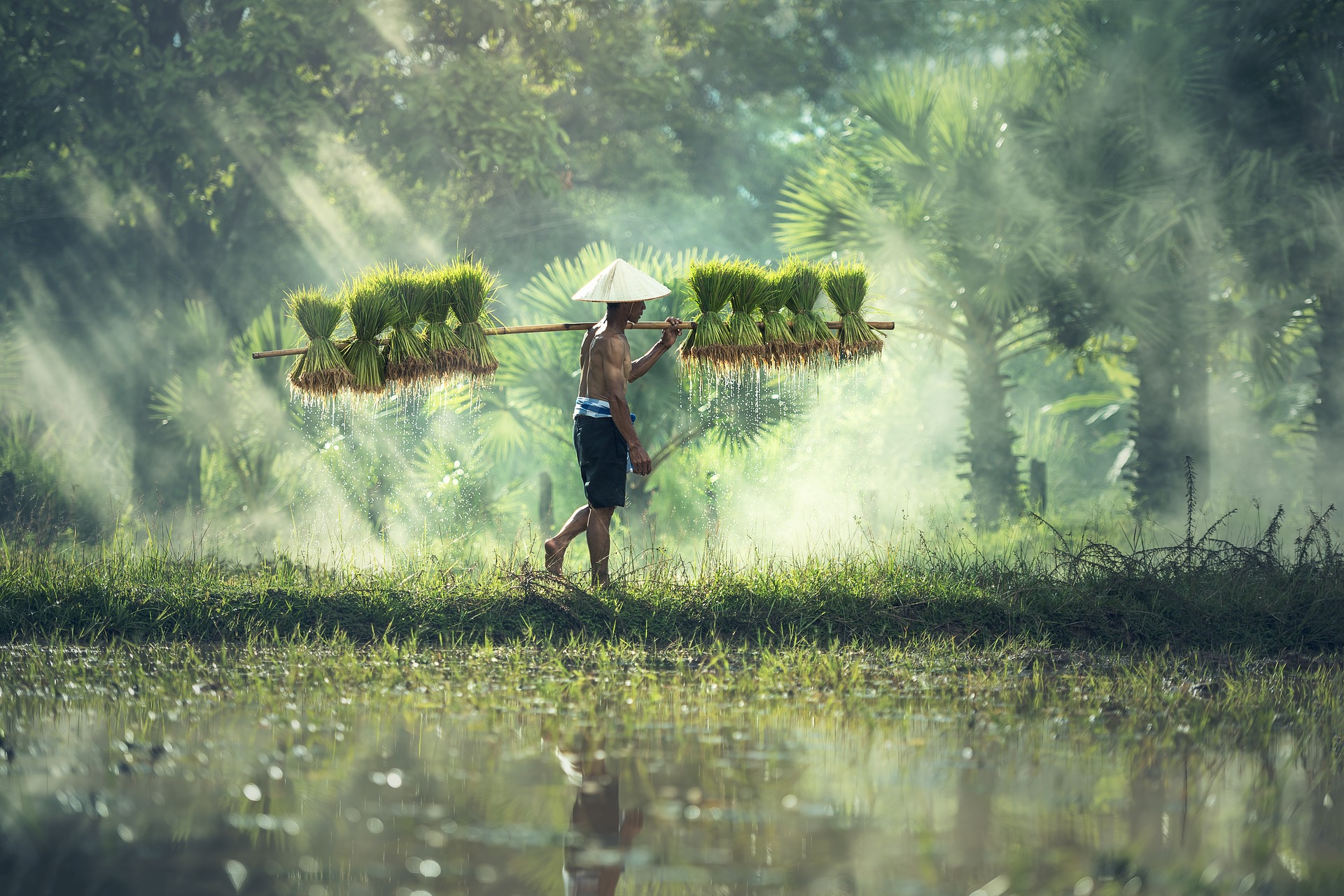 Indonesia mangrovie