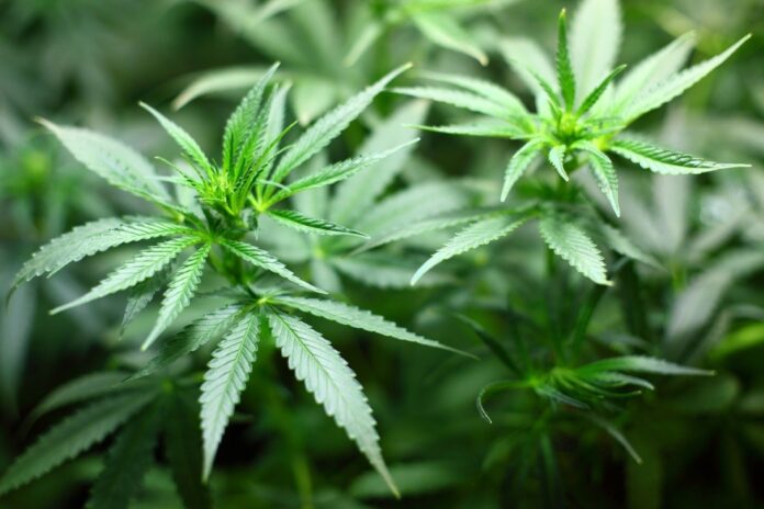 marijuana.