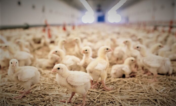 Indoors,Chicken,Farm,,Chicken,Feeding