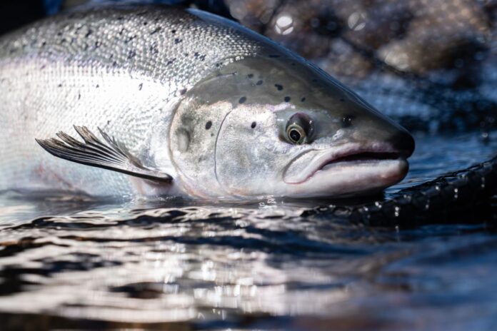 salmone