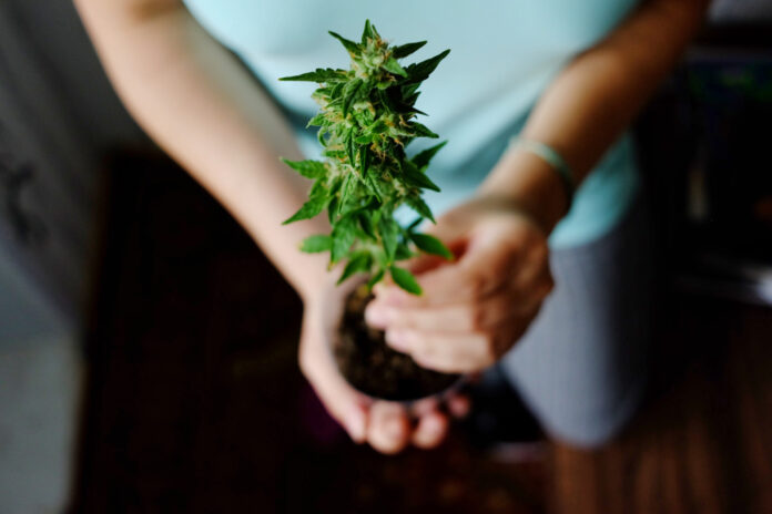 Cannabis