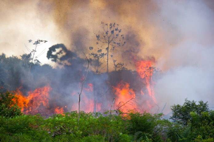 Amazzonia