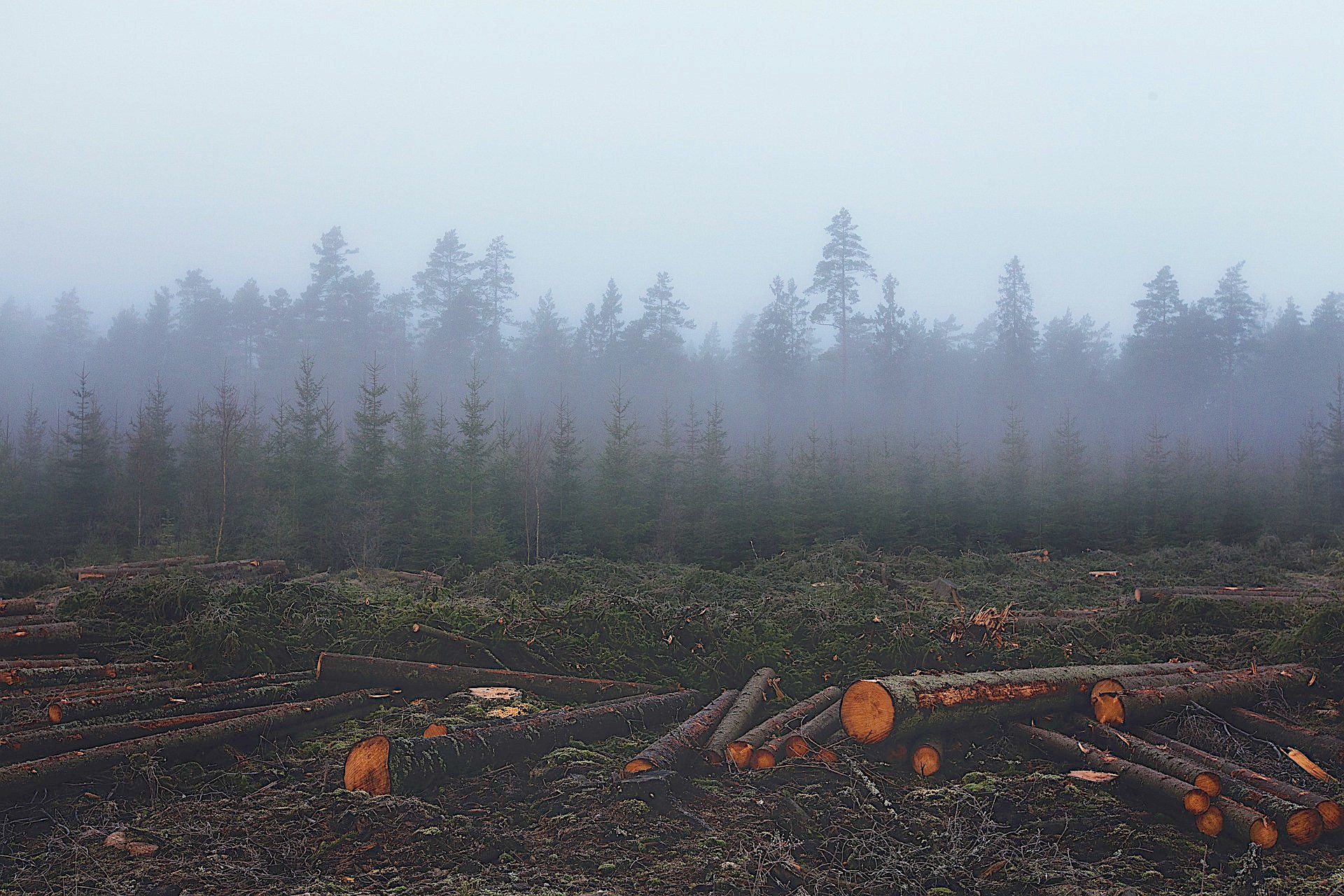 deforestazione