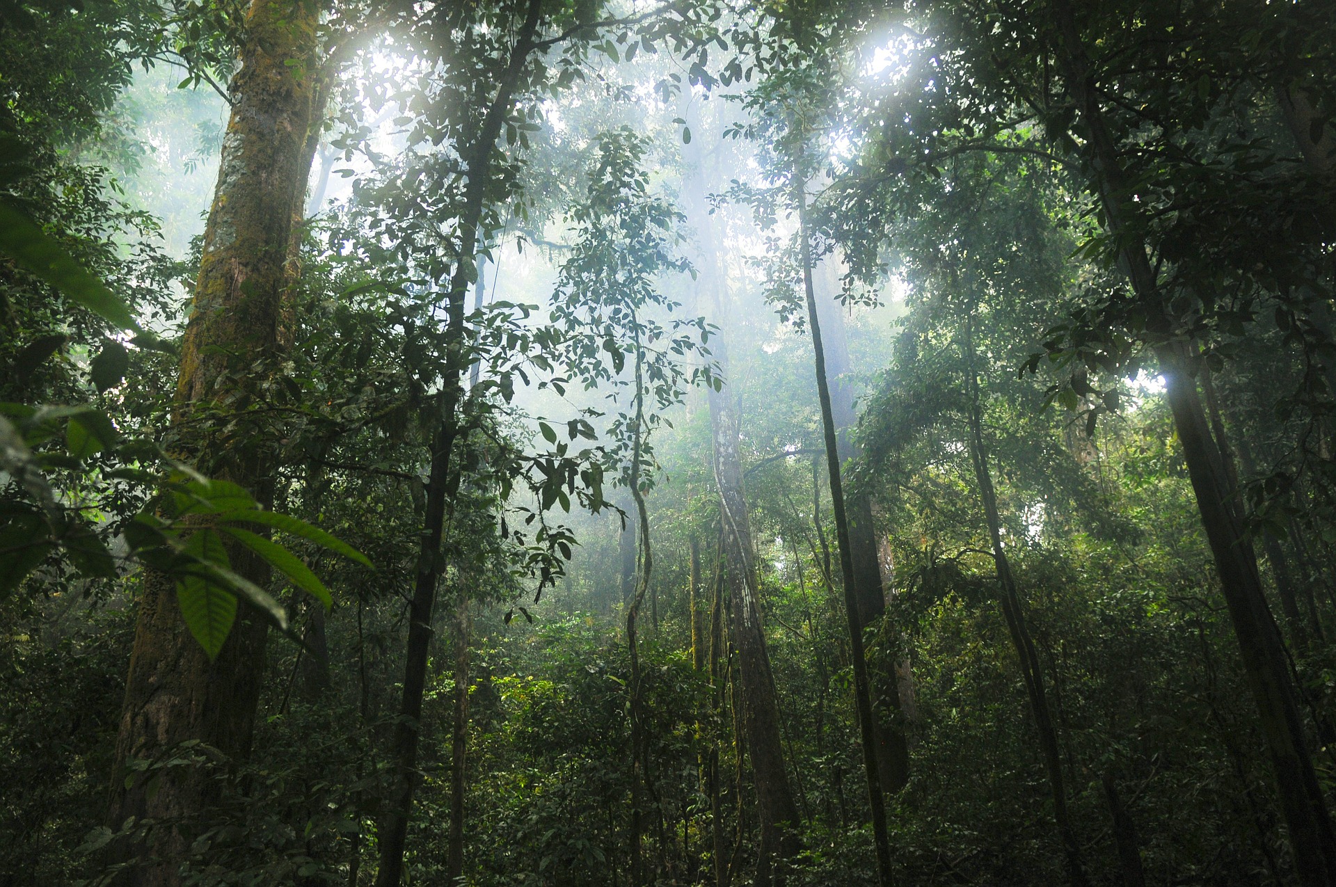 foresta tropicale