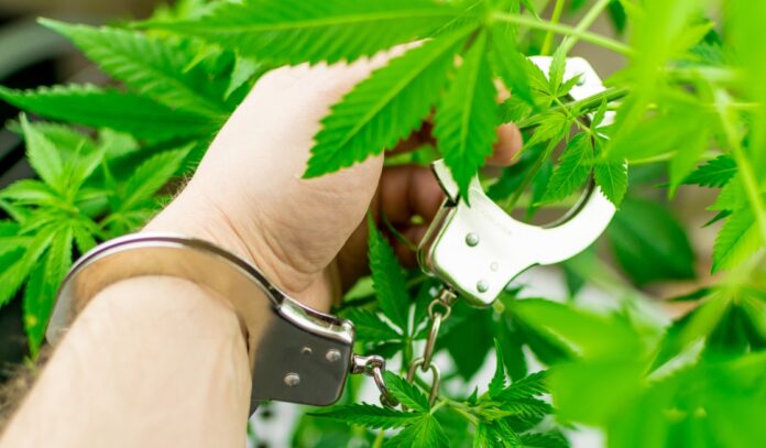 marijuana arresto