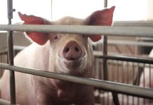Danimarca, svolta sugli allevamenti intensivi: nasce il ministero per Natura e Benessere animale