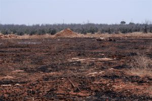 xylella