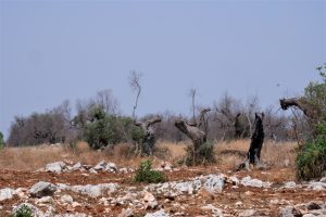 xylella