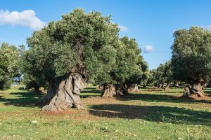 xylella