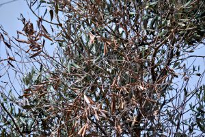 xylella