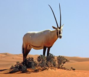 L'Orice di Arabia