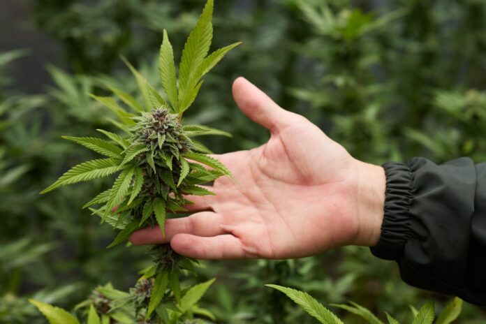 cannabis terapeutica