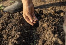 Dieci anni senza pesticidi: il modello indiano che sta cambiando l’agricoltura