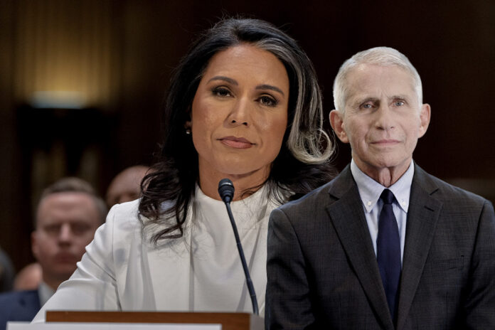 Gabbard Fauci
