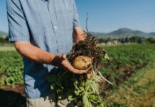 Agricoltura biologica: 44% di gas serra in meno rispetto a quella convenzionale agricoltura biologica
