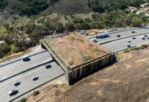 Un ponte per salvare gli animali dal traffico: il piĂą grande del mondo aprirĂ nel 2026 pote attraversamento animali California