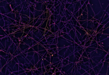 La rete invisibile che nutre il pianeta: ecco la prima mappa mondiale dei funghi prima mappa funghi sotterranei