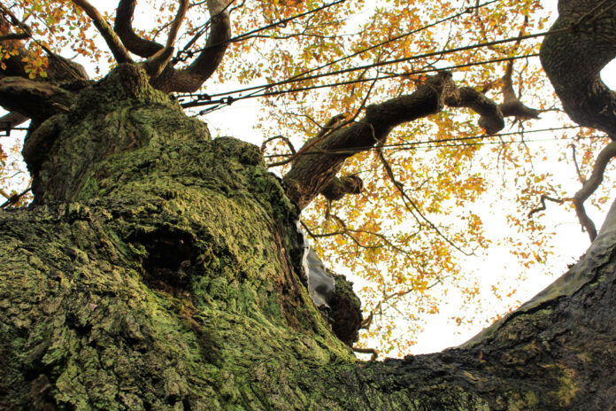 quercia Sherwood Robin Hood quercia Sherwood Robin Hood