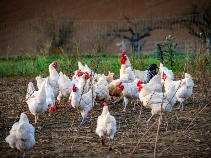 galline libere