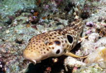 Papua Nuova Guinea: scoperta una nuova specie di squalo squalo Dudgeon