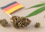 Germania cannabis riforma dati