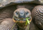 Tartaruga gigante Galapagos