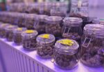 cannabis light Brescia Corte Costituzionale